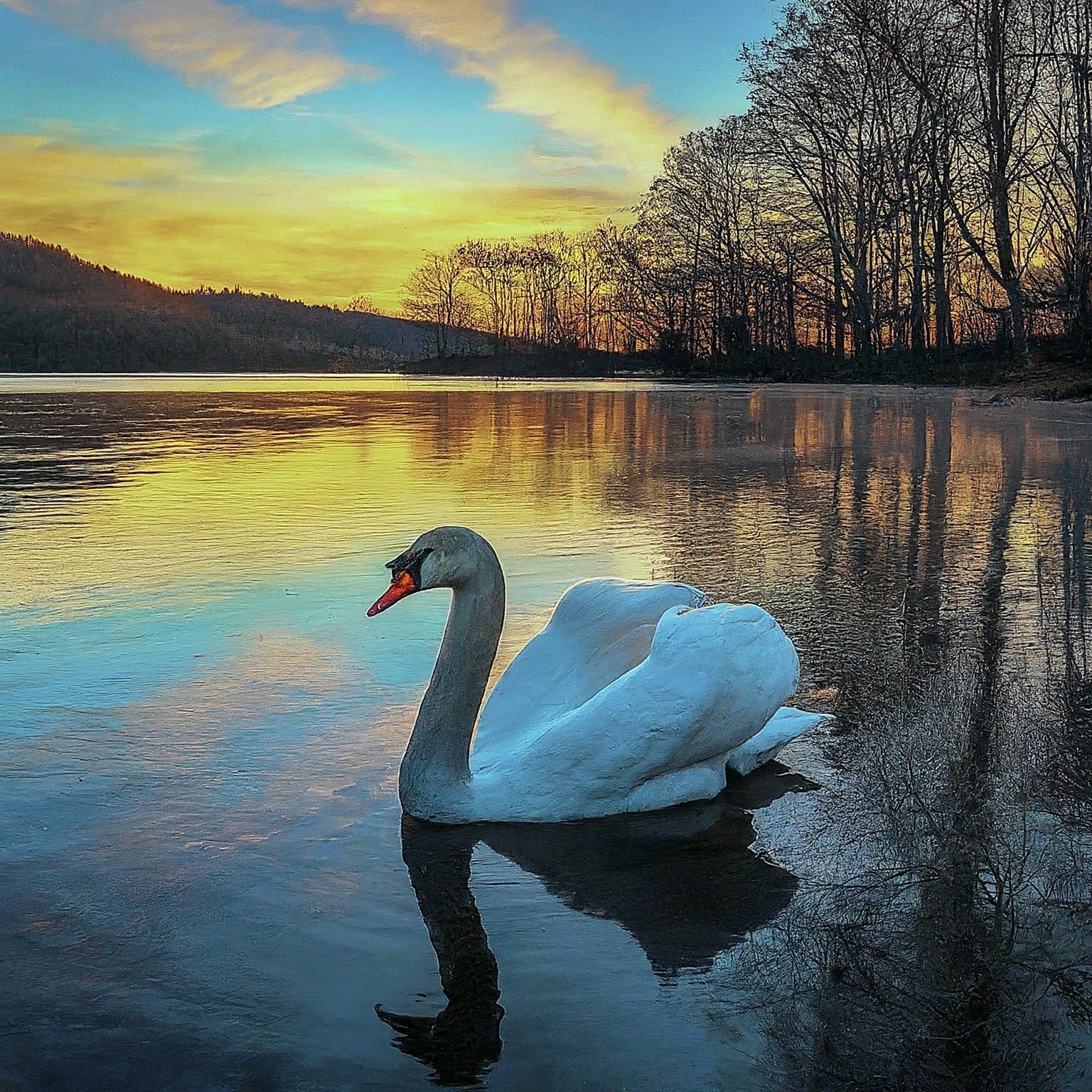 Swan Lake 